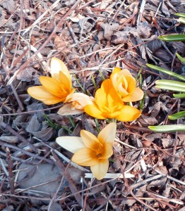 Pasque flower