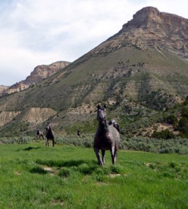 Statues of wild horses in a running position.