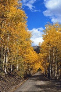 Road to Boreas Pass