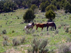 Wild Horses with colt