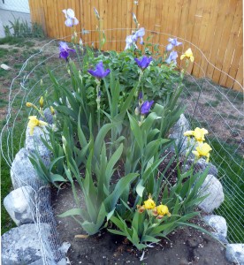 Iris blooming - spring 2012