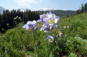 Colorado Blue Columbine, Lead King Basin
