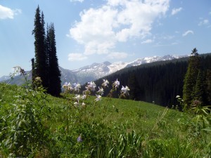 Columbine and Mountains