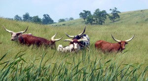 Longhorns in Ohio