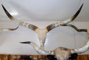 Longhorn Horns...priced by the inch