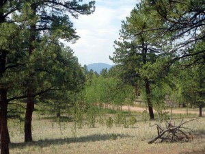 10 acre Lake George lot