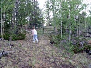 Driveway into off-grid cabin