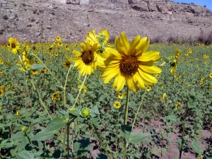 Sunflowers survived and brighten up the landscape