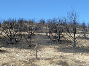 Burned hillside