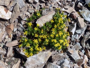 Yellow asters (?) were bright spots along the trail