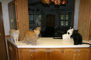 Cats on counter