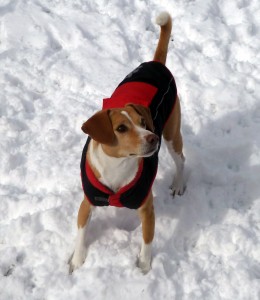 Blondie in her winter coat.