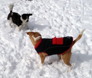 Blondie and Bru at play
