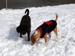 Jo and Blondie check out the snow.