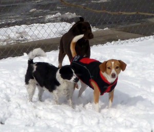 Bru, Jo, and Blondie enjoyed the snow for a while.