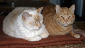 London (left) and Antonio