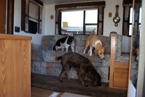 Blondie, Bru and Jo sniff out their new digs