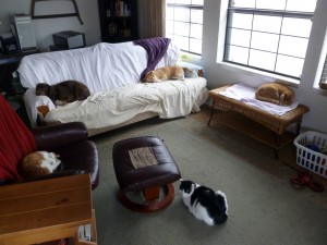 Cats and dogs in our living room