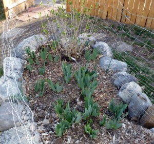 Iris plants doing well