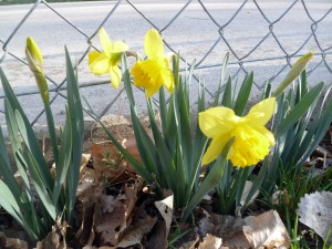 Shortest Daffodils you may ever see