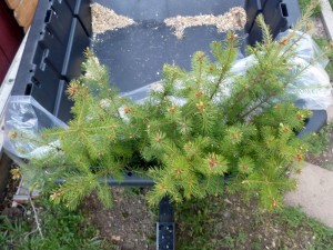 30 Doug Fir waiting to be planted