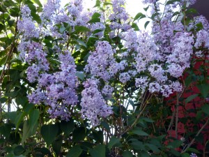 Lilacs in bloom.