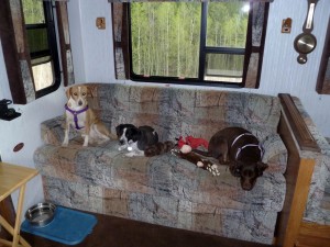 Dogs get comfy on couch.