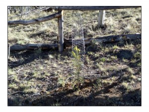 Pam's tree guards protecting young Doug Fir
