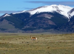 Pronghorn antelope seen  on way to lot