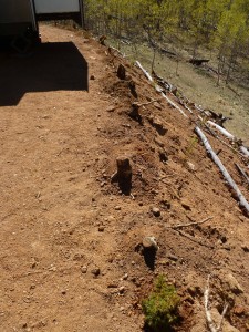 Old aspen stumps placed at top of slope