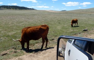Cattle on the open range