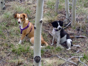 Blondie and Bru in the aspen grove