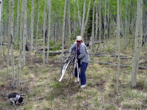 Pam cleaning dead wood out of the aspen grove