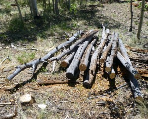 This "salvageable stuff"  will be cut into firewood.