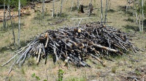 Slash wood to go to the burn pit.