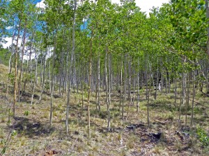 Cleaned area of aspen grove.