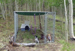 Dogs relax in covered dog run.