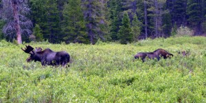 Two bull moose spotted in a marshy meadow.