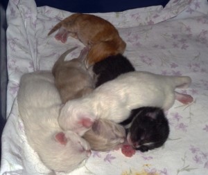 Izzy's 5 kittens show a range of colors and markings.
