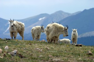 Mountain goats #1.
