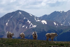 Mountain goats #2.
