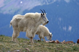 Mountain goats #3,