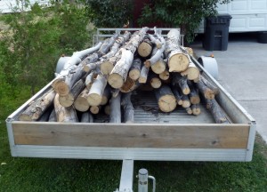Load of logs from lot became firewood