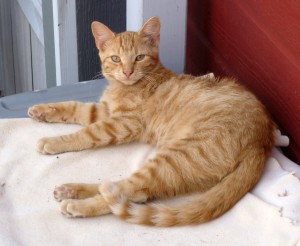 Sinbad the Cat