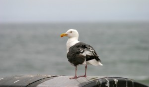 Seagull, Morro Bay