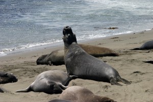 Elephant Seal males can weight up to 1,500 pounds