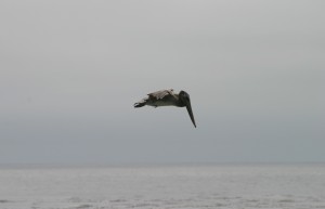 Pelican in flight