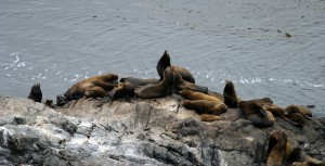 Sea lions north of Ragged Point