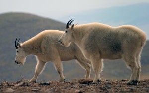 Mountain goats frequent the area