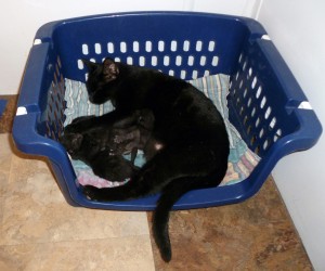 Ebony and her kittens